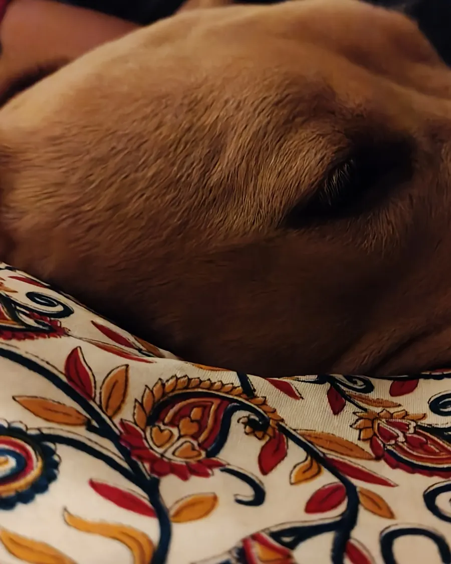 Perro dormido sobre una manta de colores