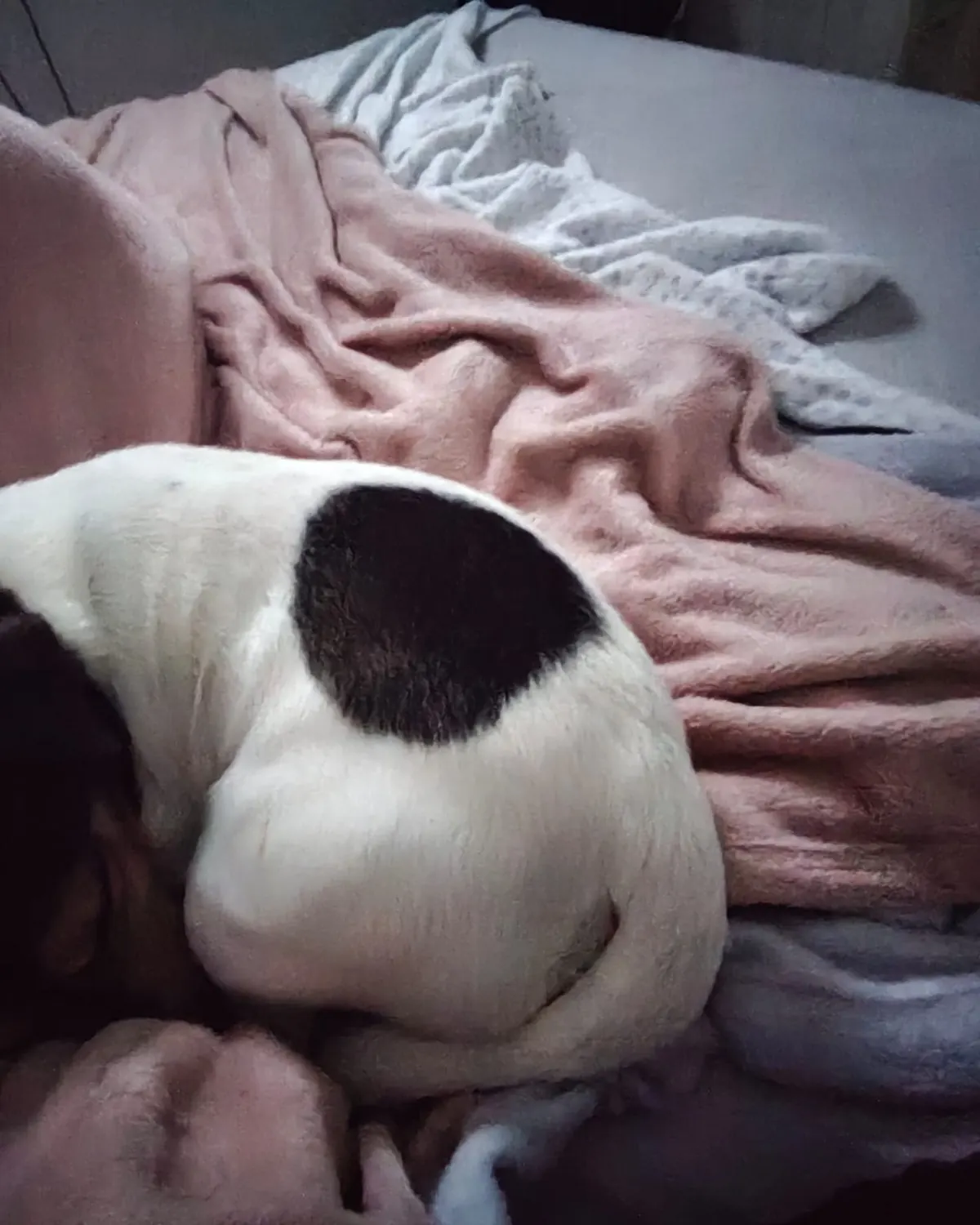 Perro blanco y negro durmiendo tranquilo por la noche